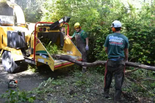 tree services Hoyleton